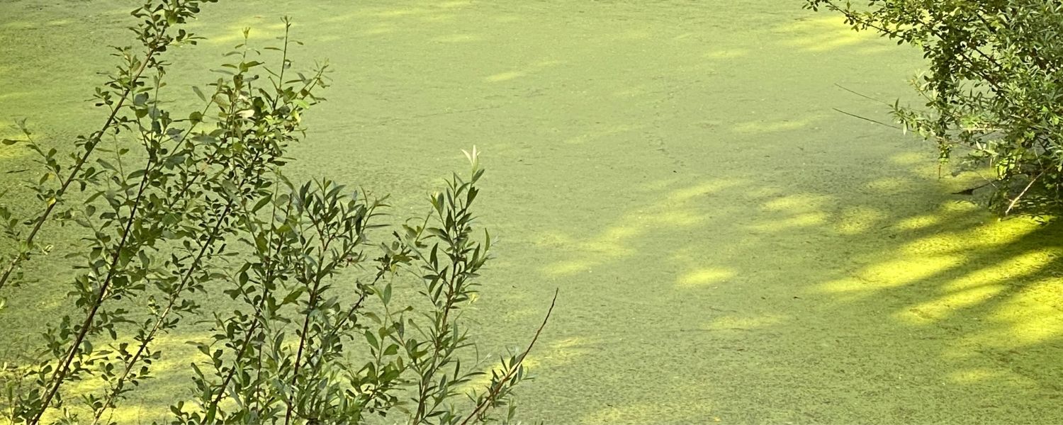 Duckweed and Blanketweed Issues? An OxiAir or SolarAir aerator will clear your waterbody